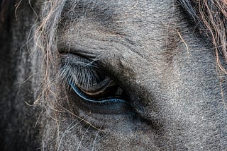 Close-up of a pale horse’s eye, eyelashes and forehead. No view of who’s riding the horse.