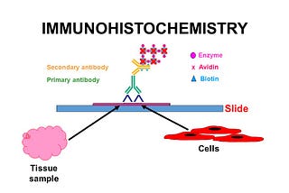 Immunohistochemistry Market Size By Product, By Application, By Geography, Competitive Landscape…
