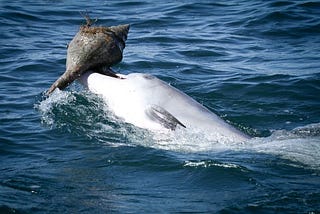 Dolphins, like humans, deliberately teach new behaviors to their peers.