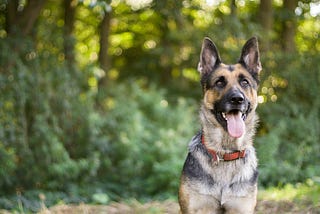 Best Dog Training Apps