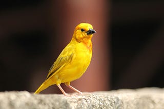 A yellow canary bird standing on a wall