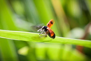 Learning Lessons From A Ladybug