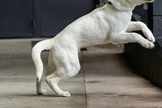 At The End of The Leash