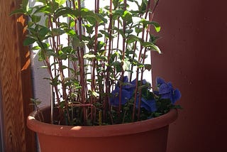 Nurturing Growth: Lessons in Plant Parenthood from Holy Basil