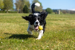 These 6 Dog Breeds Love to Engage in Outdoor Activities