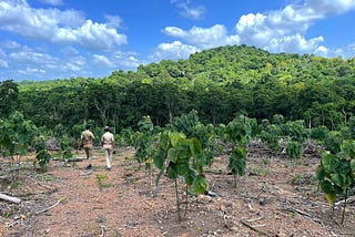 Image of two forest rangers walking among tree saplings on a former plantation, now a reforestation site, with a forested mountain in the background