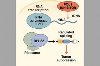 Targeting RNA Polymerase I as a Therapeutic Strategy in Cancer: Mechanisms, Crosstalk, and Clinical…