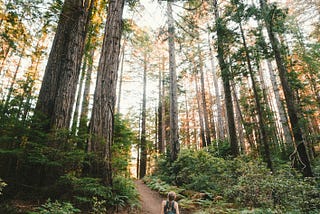 Embracing Nature Walks as a Form of Meditation: The Benefits of Walking Mindfully