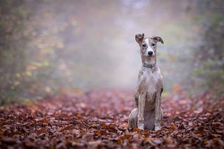 Lurcher Dog sitting on red autumn leaves