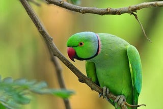 Things to Consider While Getting a Companion Parrot