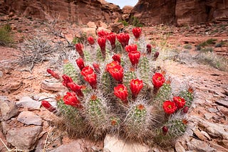 flowers in the desert