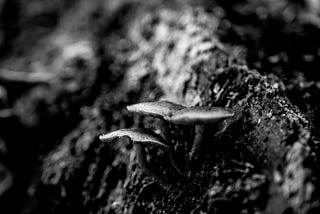 Mushroom (Fragment #30)