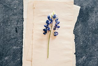 A flower stem with blue petals on top of blank papyrus sheets.