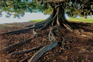 The Fig Tree — A Critical Reflection