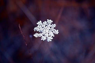 I dreamed of that snowflake