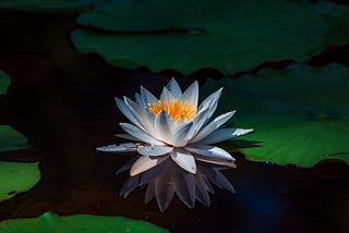 Sitting by the Pond