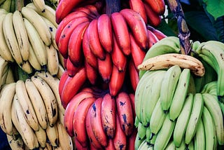 Three hanging multiple bunches of ripe yellow, red and green bananas, against a backdrop of big, green leaves of a plant