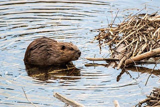 On beavers, interventions and making change for the descendants to come — Susan Raffo