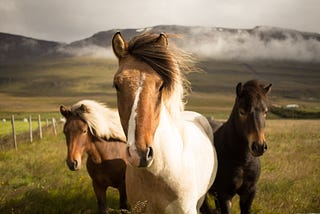 Unleashing Your Inner Leader: Lessons from Horses