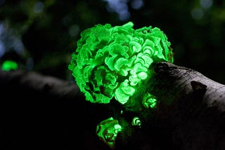 The Enthralling Universe of Illuminating Fungi: An Analysis of Bioluminescent Fungi