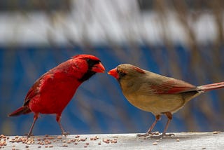 Mr. & Mrs. Cardinal