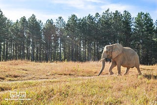 The Elephant Sanctuary in Tennessee: Protecting Our Gentle Giants