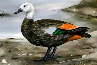 Speedy Evolution Seen In Extinct Island Dwelling Rēkohu Shelduck