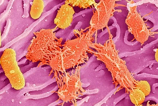 Example of mixed oral bacteria (https://irp.nih.gov/our-research/accelerating-science/zooming-in-on-the-microbiome).
