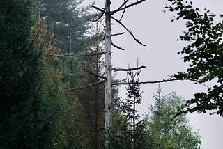 A tree waits for its day to return to the river.