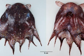 Opisthoteuthis Chathamensis: The Cute Endangered Octopus