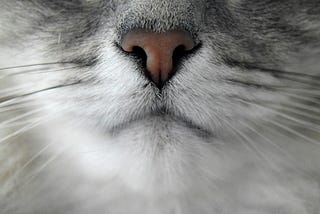 Follow Your Nose