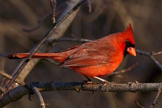 Photo of a Cardinal by Russell Sutherland on Unsplash; red crest, red body, sharply contrasting dark color around the eyes.