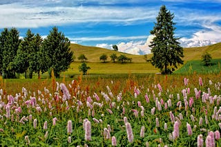 Hyperrealistic photo of a meado with fluffy pink flowers, pine trees, hills and blue skies with clouds.