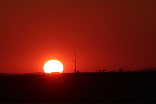 Impressions of Zimbabwe: Vic Falls, Harare, Kariba, and Mana Pools