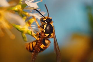 Spheksophobia- The fear of wasps