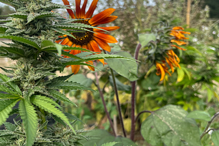 Exploring The Terroir Of The Mattole Valley: A Review Of Papaya Punch From Mattole Valley Sungrown…
