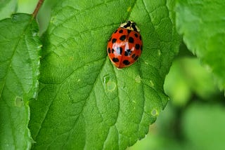 Smarter agriculture: farmers work with nature to cut pesticides