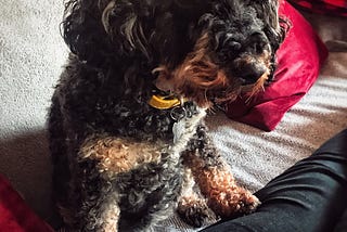 Colour photo of a small, black and brown cockerpoo dog with a yellow collar