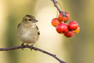 Fruit Bird