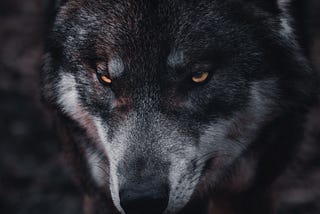 Male wolf