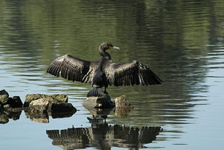 A cormorant spreading its wings, perched on a stone in a lake.