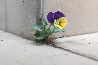 A delicate purple and yellow pansy pushes up through a narrow crack between cold, gray concrete, symbolizing resilience and growth in a harsh environment.