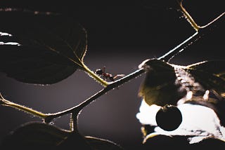 How To Toggle Dark Theme With Ant Design 5.0