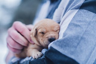 small newborn puppy sleeping in mans arms