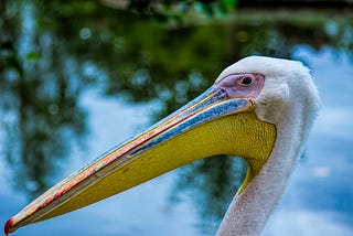 Close-up of a Pelican’s head