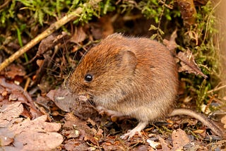 Voles can fall in love without oxytocin