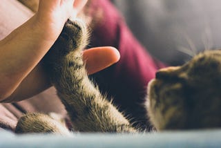 A person touching a cat’s paw with their palm, in a gesture of tenderness.