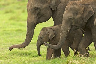 What It Means to Know an Animal