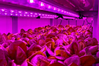 Growing the Future: Why Schools Should Embrace Alternative Agriculture