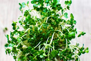 How To Grow Microgreens In A Jar